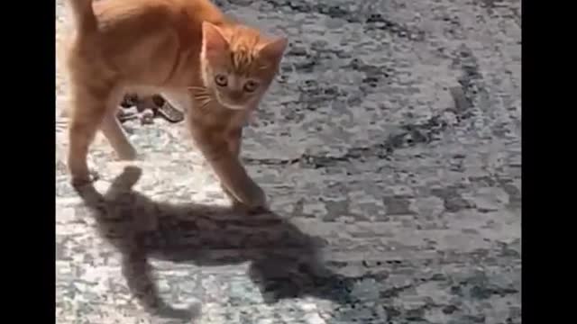 Best Compilation of Funny PETS Most Viral ANIMAL Videos Ever