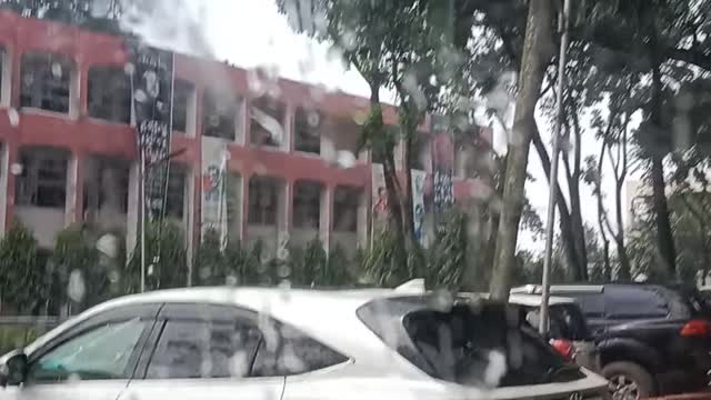 Harrier In the Rain