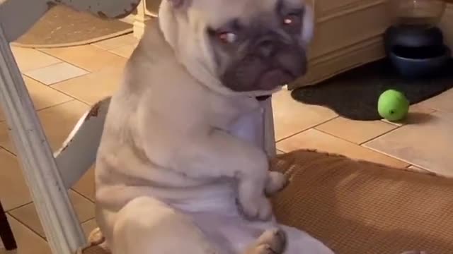 Funny funnny video dog