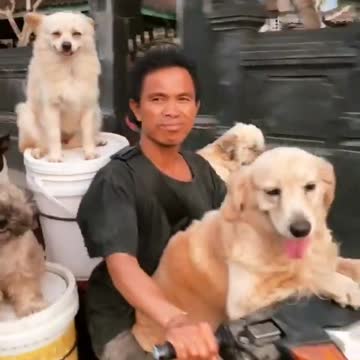 woofmobile #viral #shorts #dogtraining #dog #trending #tiktok #trend