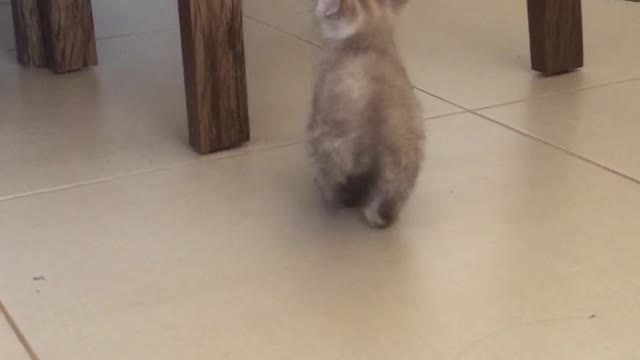 Small kitten slides down chair leg