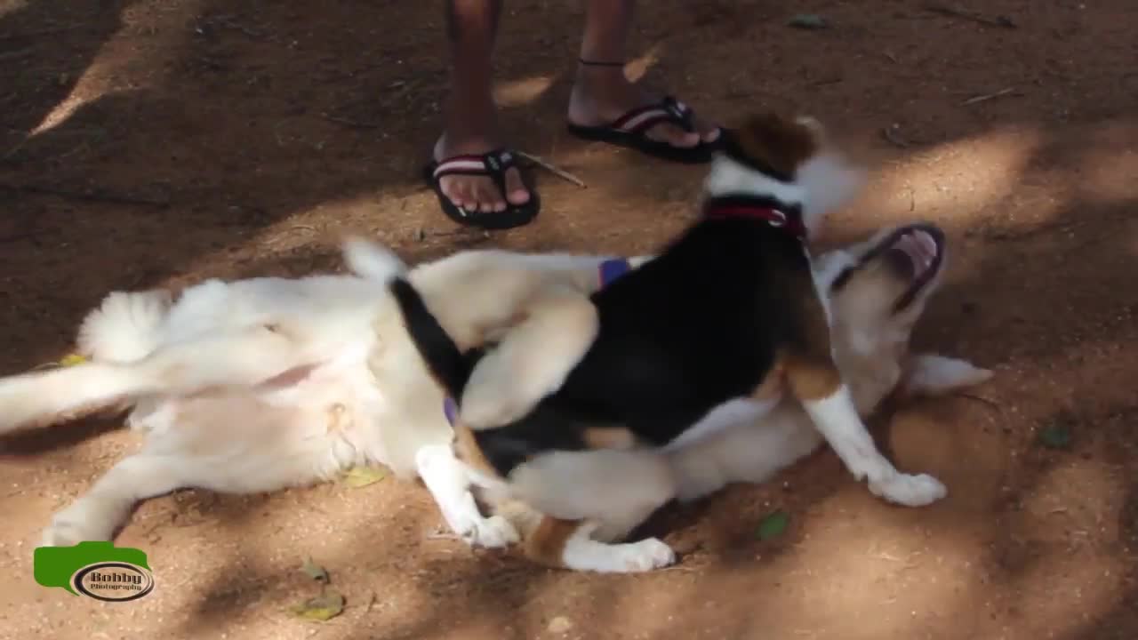 Small Dog vs Big Dog Funny Video