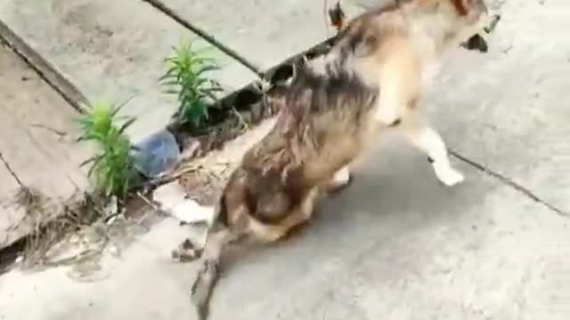 injured puppy