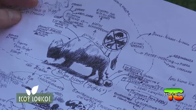 "ECO? LOGICO!": il bisonte