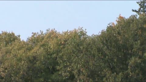 Fields and trees in a park