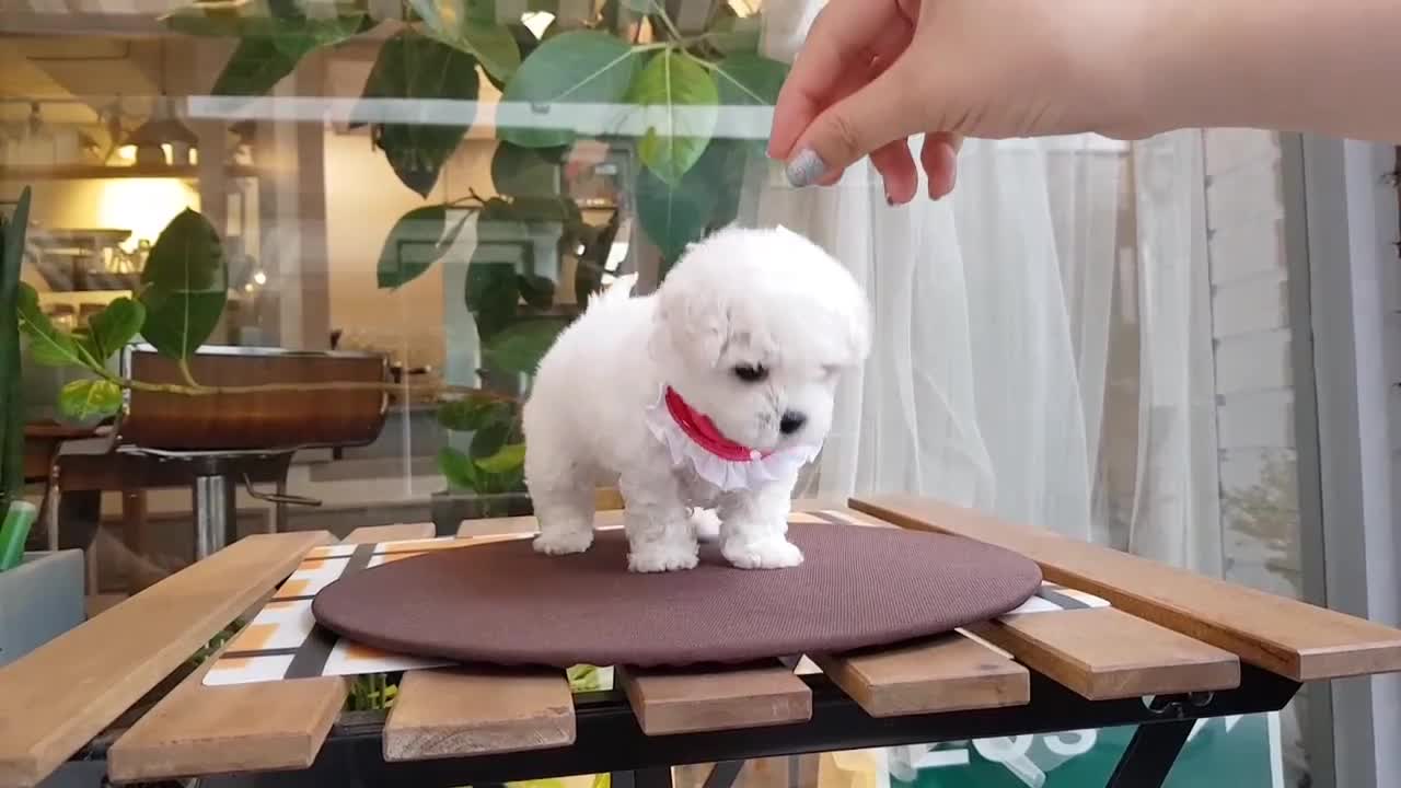 teacup puppies