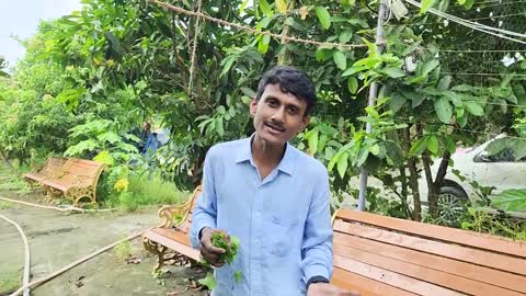 Coconut Water For Birds Parrots