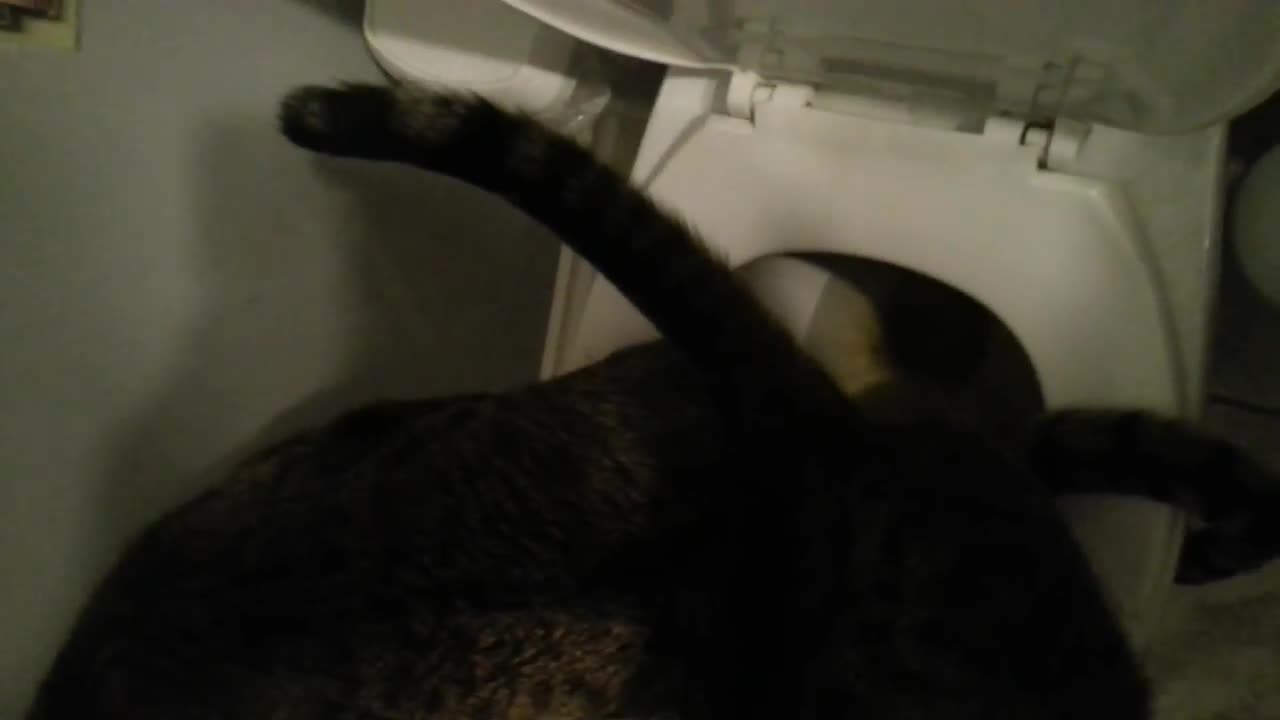 Pair of cats successfully use human toilet together