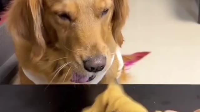 Brilliant Dog | wow it's amazing Vedios