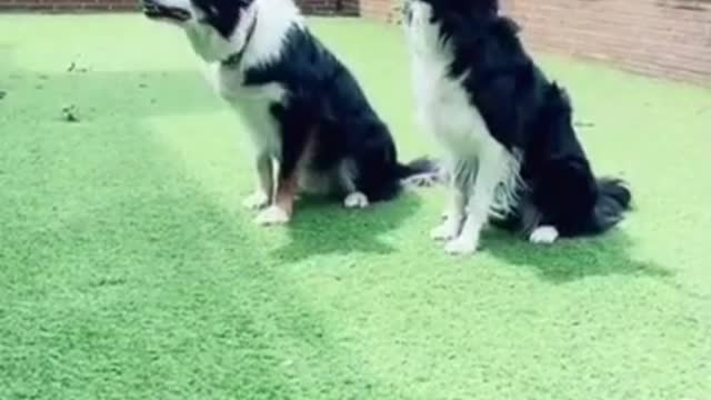 THE BEST OF SMART, CUTE AND FUNNY ANIMAL VIDEOS (Compilation)
