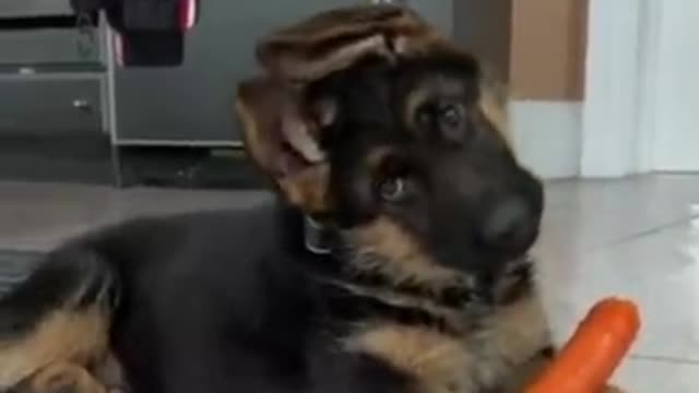 You won't believe what this dog did