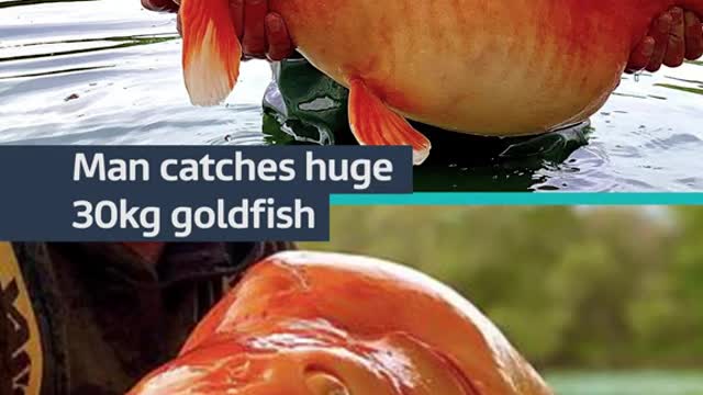 Man catches huge 30kg goldfish