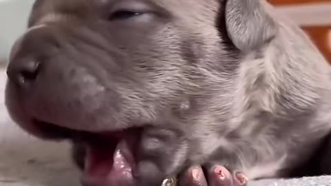 "Tiny Dog, Big Personality! Watch the Fun!"