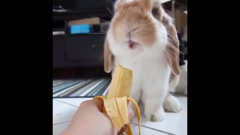 Rabbit eats banana