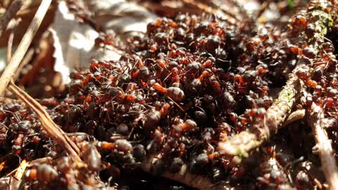 Ant attack on food