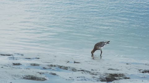 Black tailed godwits, shorebirds feeding in the sand, flock, Sandpipers