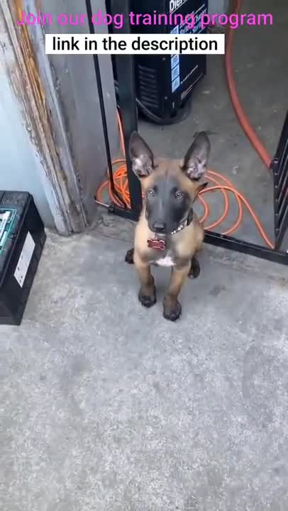 Brain traning for dog #dog