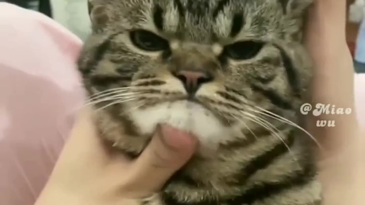 Funny Cat moves