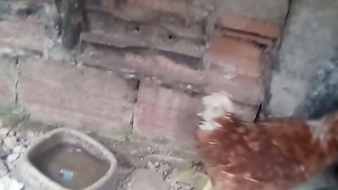 hybrid chickens