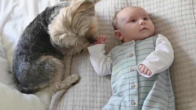 Cute Dogs Sliping And Playing With Small Child