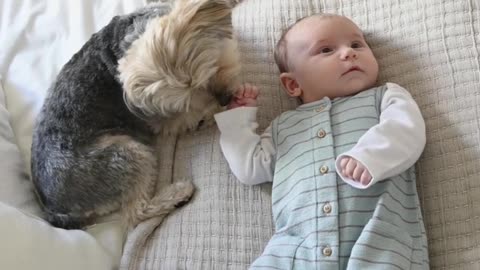 Cute Dogs Sliping And Playing With Small Child