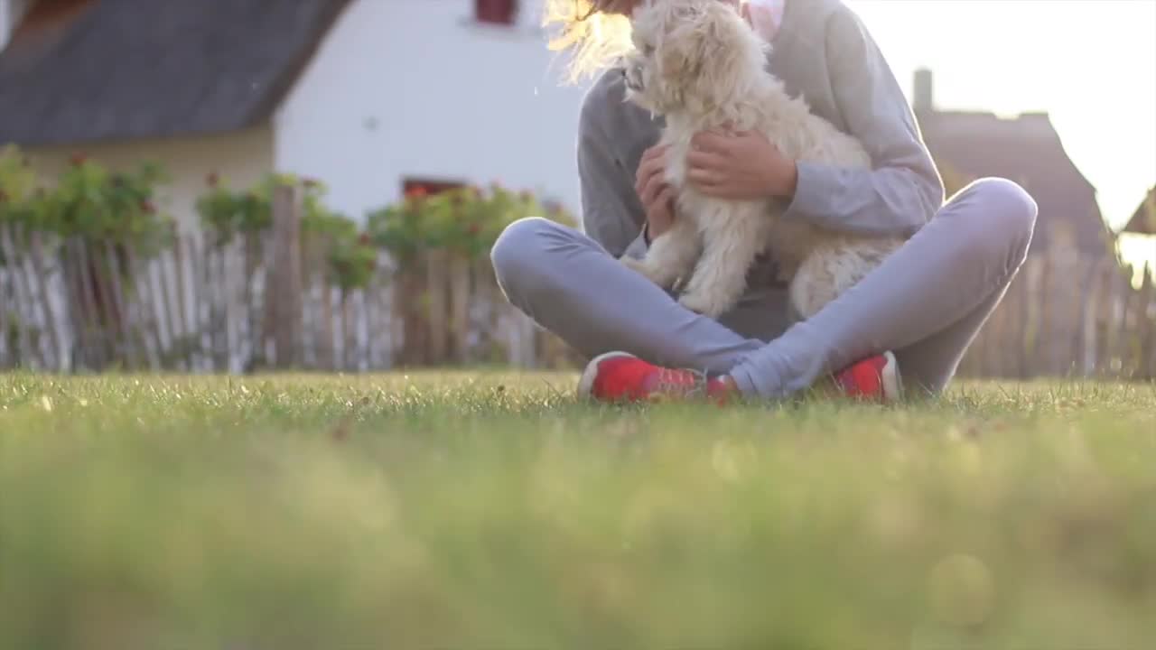 Smartest Havanese - Milo - Dog Tricks