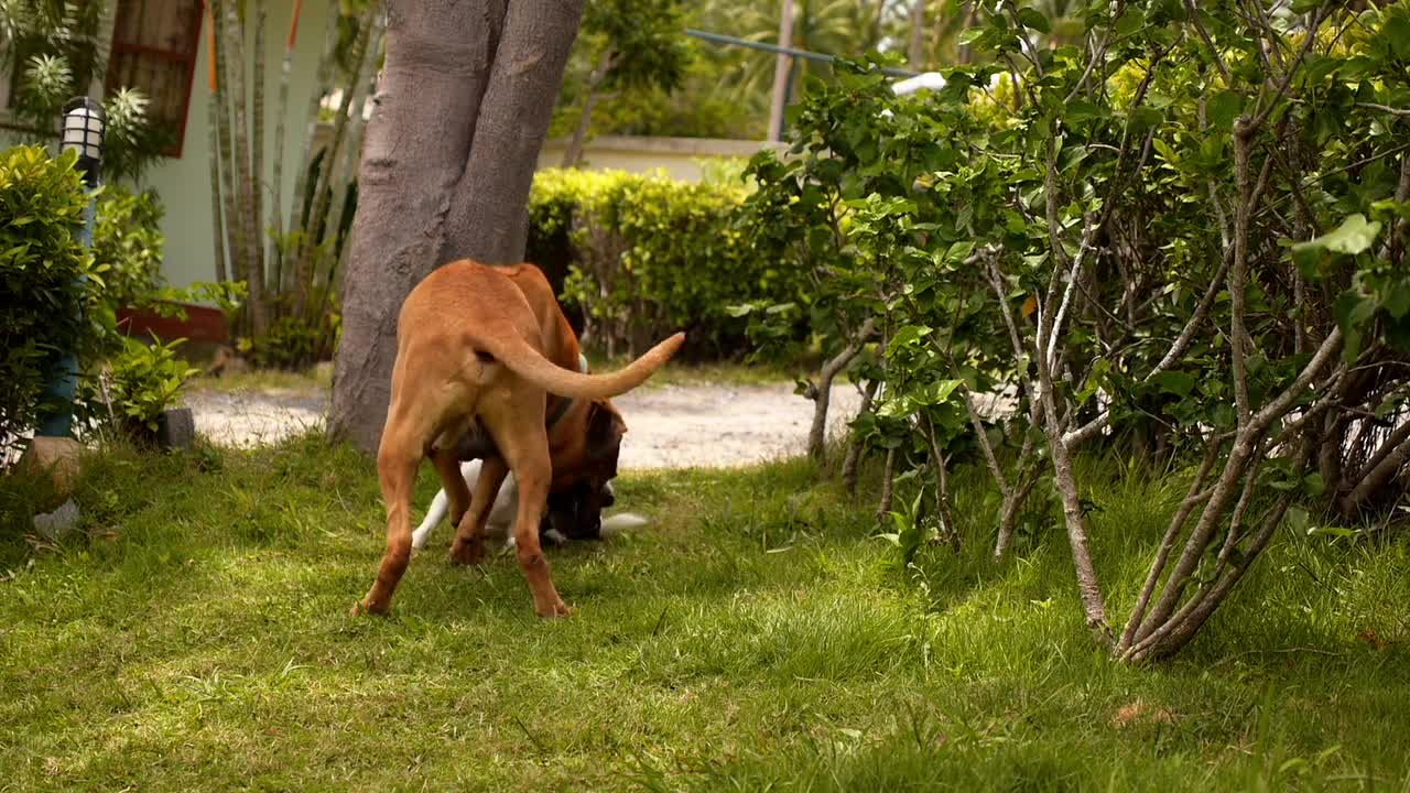 playful dog.