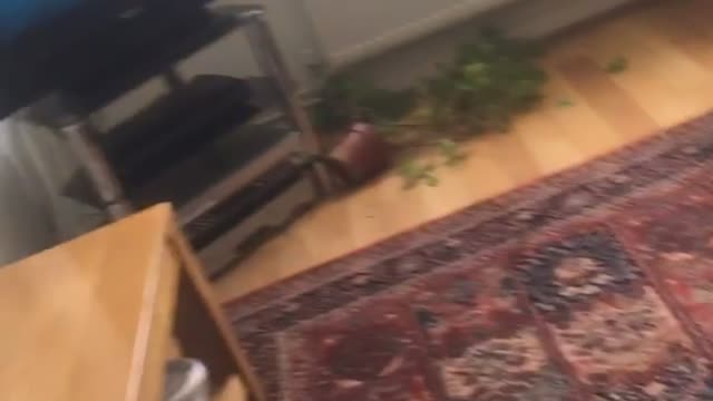 Cat and Squirrel Cause a Ruckus in Living Room