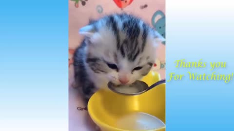 Pets And Funny Animals Compilation :)