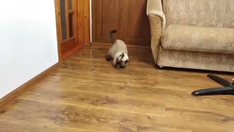 Cat training video