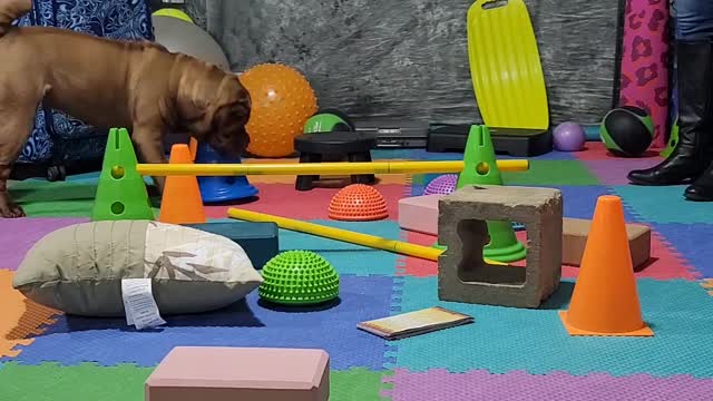 Aurora's 10 day "Jungle" Challenge