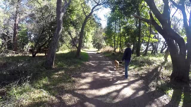 A Boy & His Dog