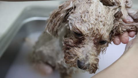 Poodle is taking a bubble shower