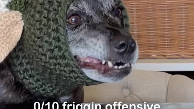 Funny Dogs ❤❤