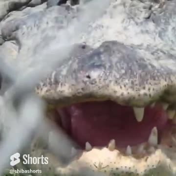 The most ferocious gator in the pond is really ……..