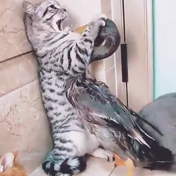 A cat defends itself and hits a duck hard