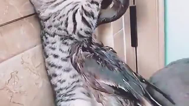 A cat defends itself and hits a duck hard