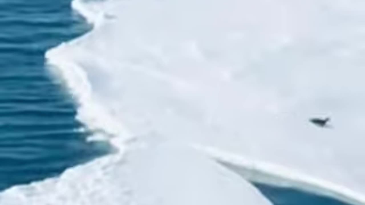 Penguin Almost Loses his Family