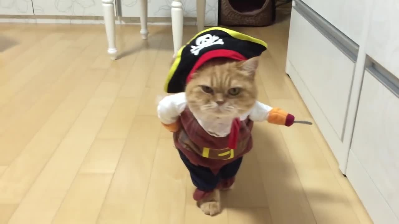 Pirate cat | shocked after the end result!