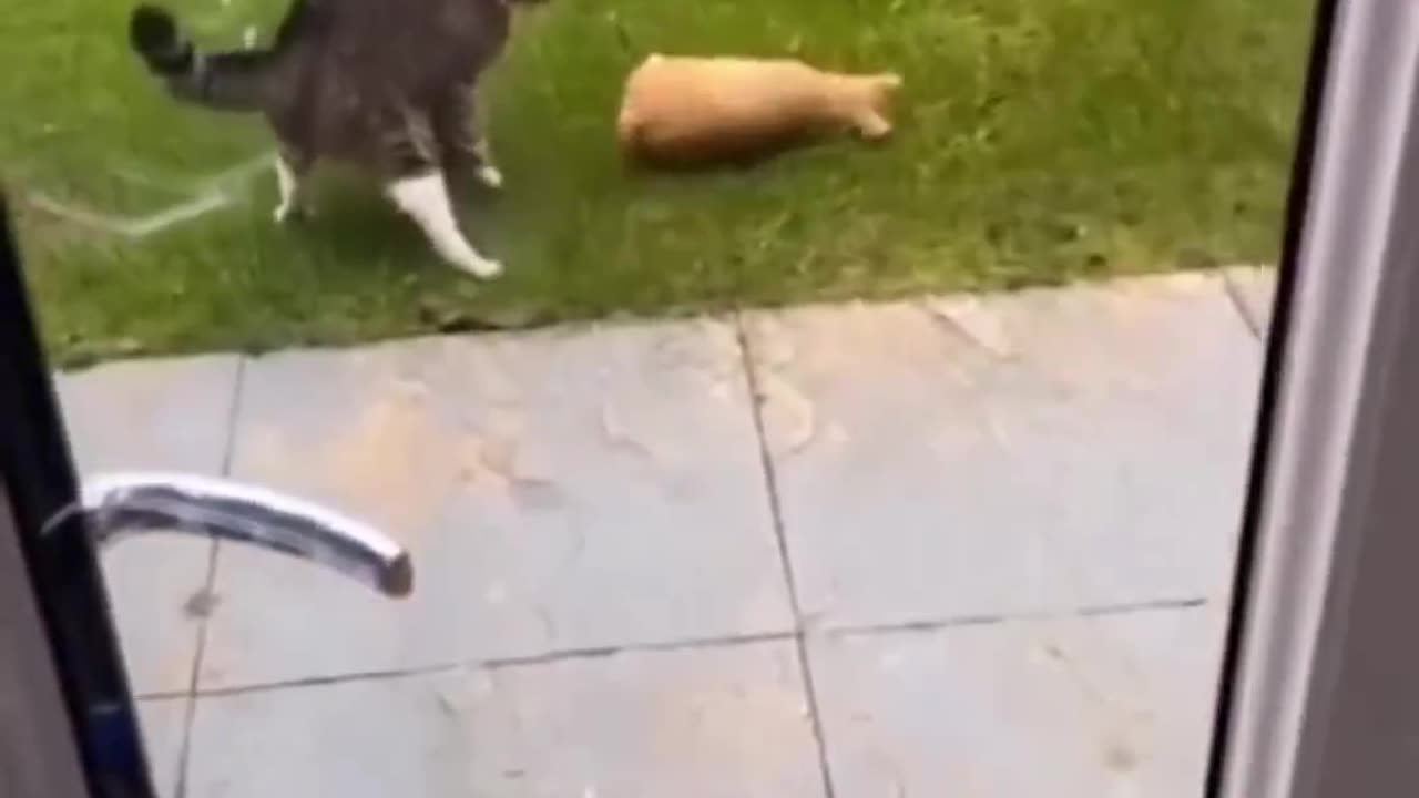 Funny cat and dogs