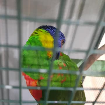 Parrot 2