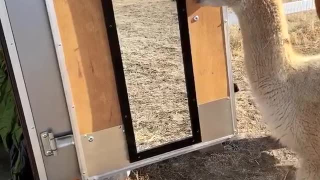 Confused Alpaca Sees Himself in the Mirror