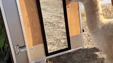 Confused Alpaca Sees Himself in the Mirror