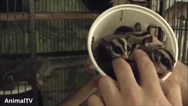 SUGAR GLIDERS Cute and Funny Acrobatic Funny Compilation