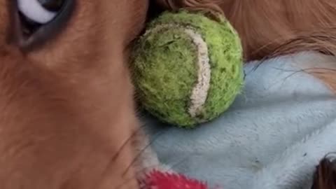 When I opened his ears, there were tennis balls hidden