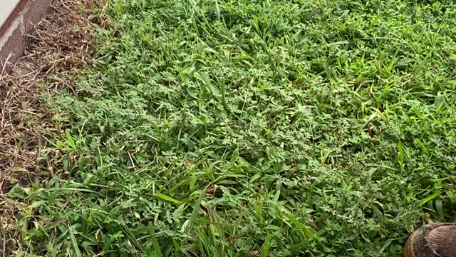 Mowing my overgrown backyard part 1