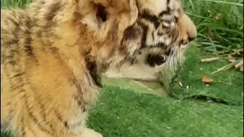 Little tiger seems to be angry