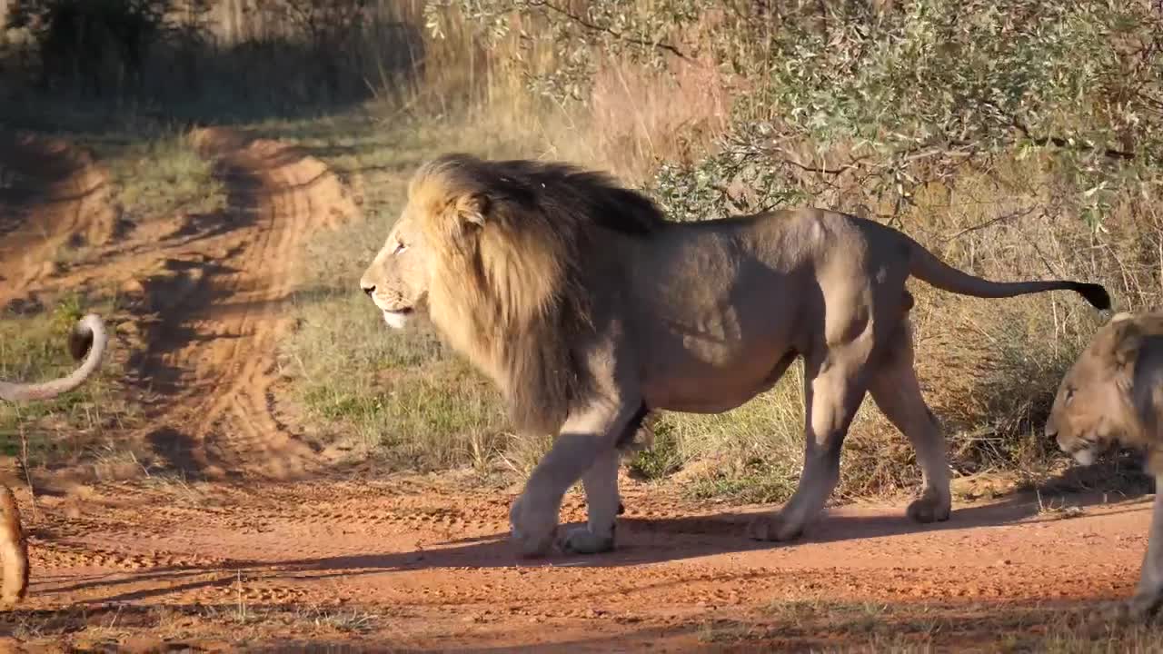 Lion walking in majesty