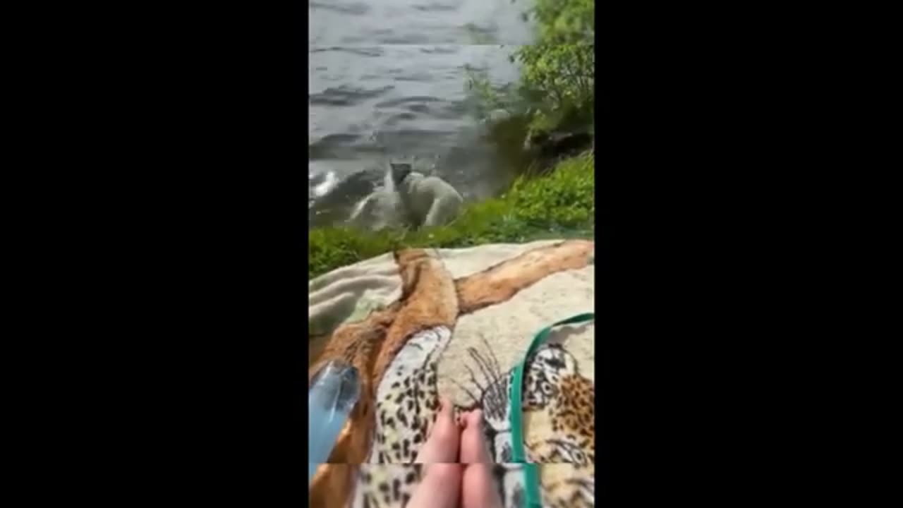 LFunniest Animals 2023 😂 | Funniest Cats and Dogs 🐱🐶 | Part 27/Hayppy Pet