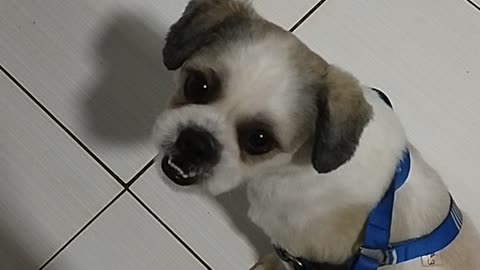 Bombom